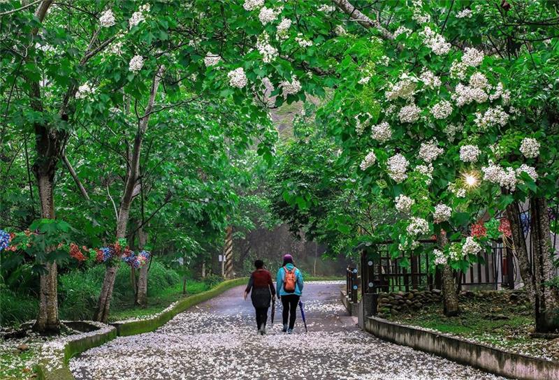 追花趣！彰化初夏多样花卉接力绽放 花季浪漫启程