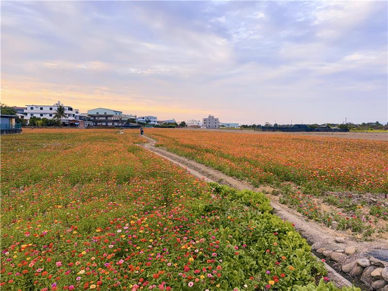 🌸【赏花情报】 花的故乡・花现幸福・彰化芬园 8.5 公顷「#百日草花田」彩虹花海浪漫盛开中！