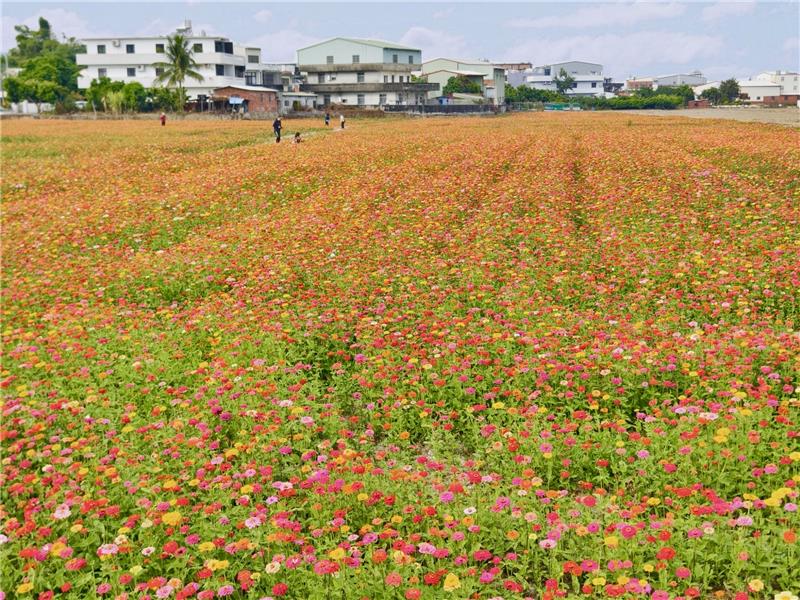🌸【赏花情报】 花的故乡・花现幸福・彰化芬园 8.5 公顷「#百日草花田」彩虹花海浪漫盛开中！