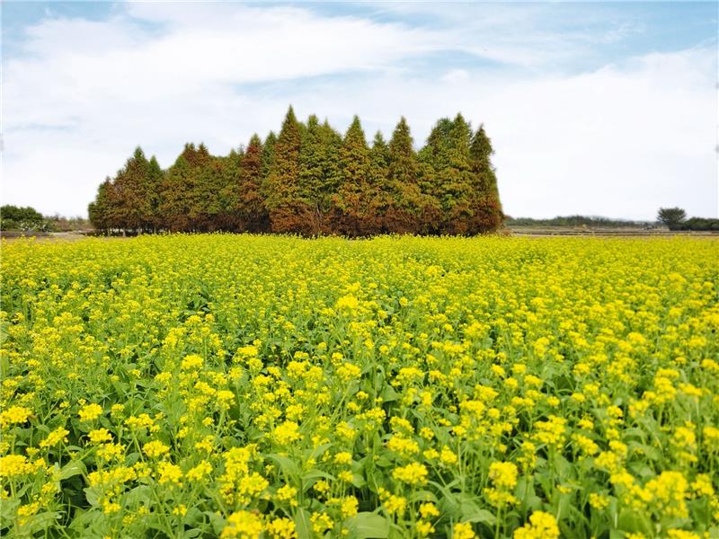 🌸【赏花情报】 花的故乡・花现幸福・彰化芬园 8.5 公顷「#百日草花田」彩虹花海浪漫盛开中！
