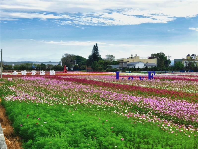 🌸 乡间的春日画卷｜彰化秀水・金陵村花海 🌸现在，正是最美的时刻