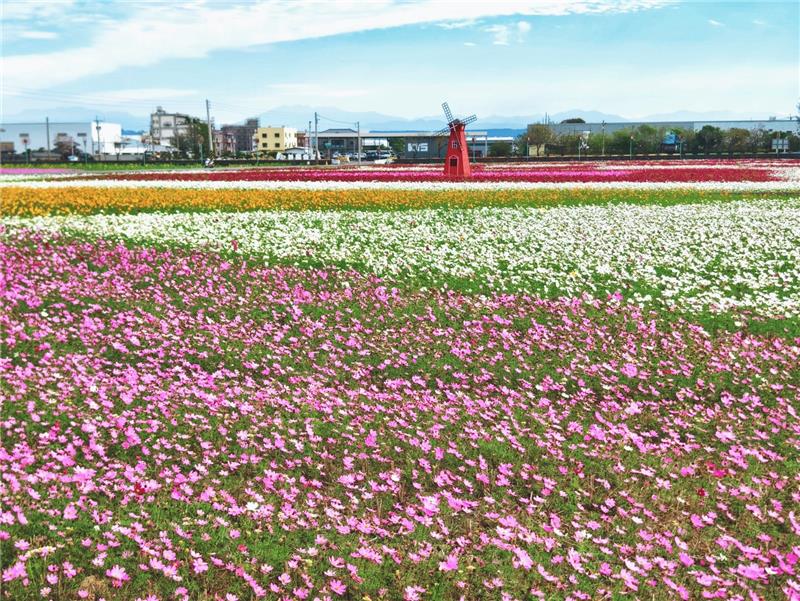 🌸 乡间的春日画卷｜彰化秀水・金陵村花海 🌸现在，正是最美的时刻
