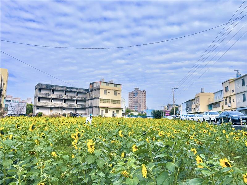 🌸 彰化市区｜转身与冬日花海相遇🌸