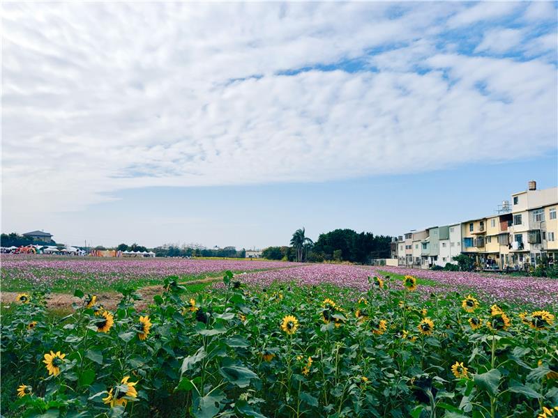 🌸 彰化市区｜转身与冬日花海相遇🌸