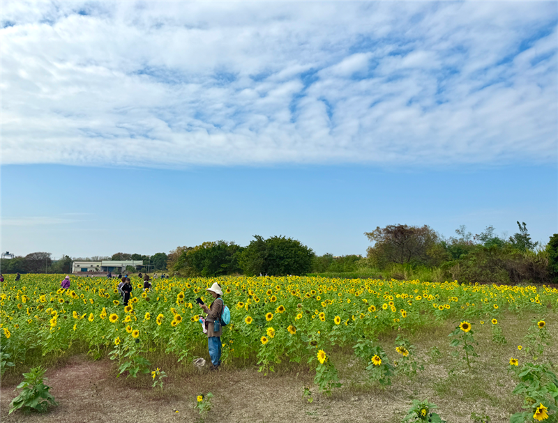 🌸 彰化市区｜转身与冬日花海相遇🌸