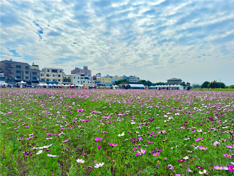 🌸 彰化市区｜转身与冬日花海相遇🌸