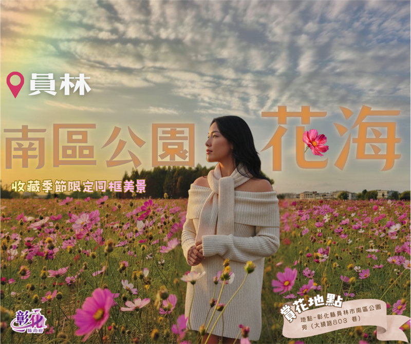 🍃美到像杂志封面 -波斯菊 × 落羽松花海｜员林花海把握花期同框！ ✨