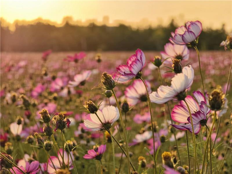 🍃美到像杂志封面 -波斯菊 × 落羽松花海｜员林花海把握花期同框！ ✨