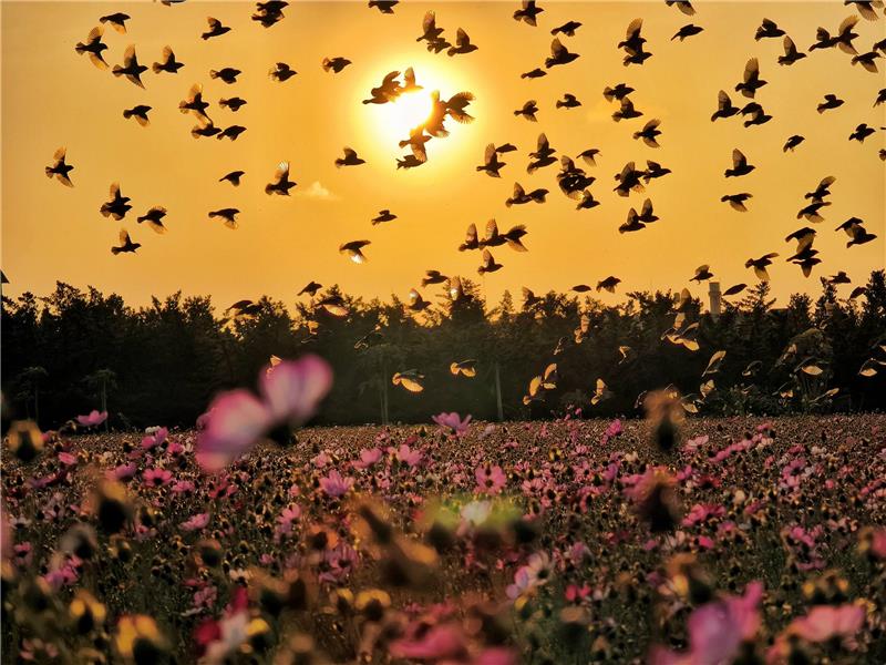 🍃美到像杂志封面 -波斯菊 × 落羽松花海｜员林花海把握花期同框！ ✨