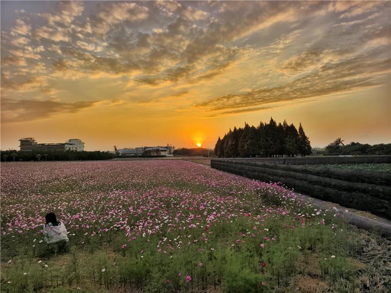 🍃美到像杂志封面 -波斯菊 × 落羽松花海｜员林花海把握花期同框！ ✨