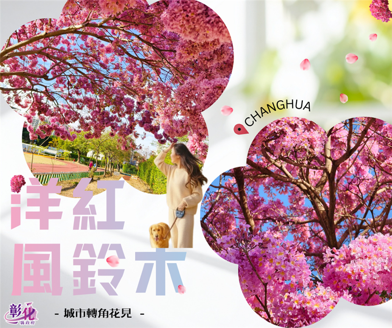 🌸 彰化春日限定｜转个弯，就遇见粉红棉花糖