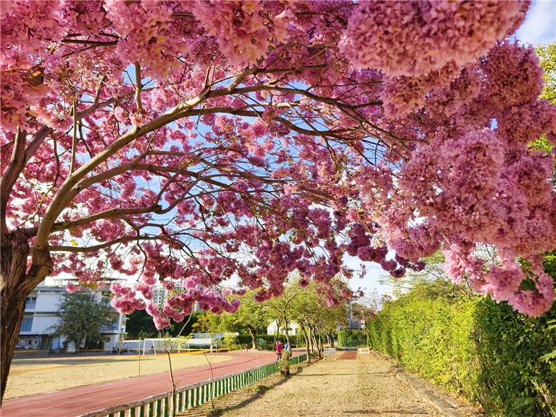 🌸 彰化春日限定｜转个弯，就遇见粉红棉花糖