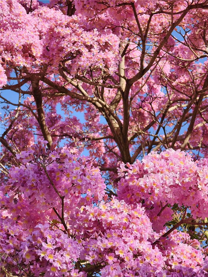🌸 彰化春日限定｜转个弯，就遇见粉红棉花糖