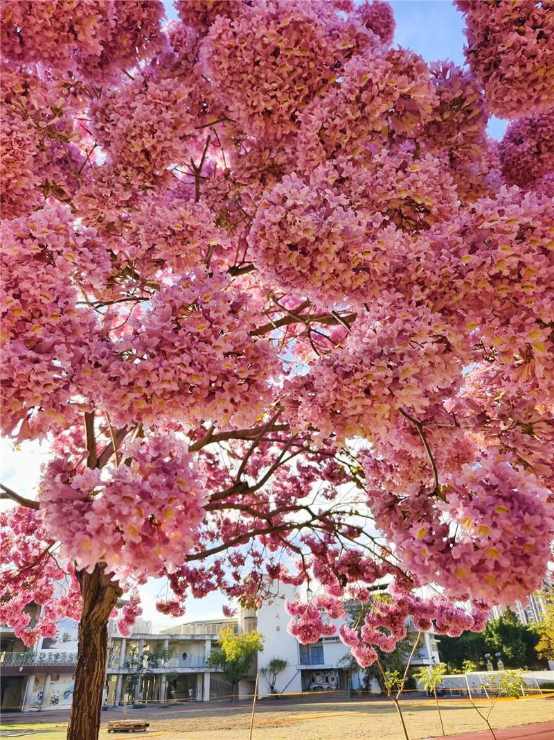 🌸 彰化春日限定｜转个弯，就遇见粉红棉花糖