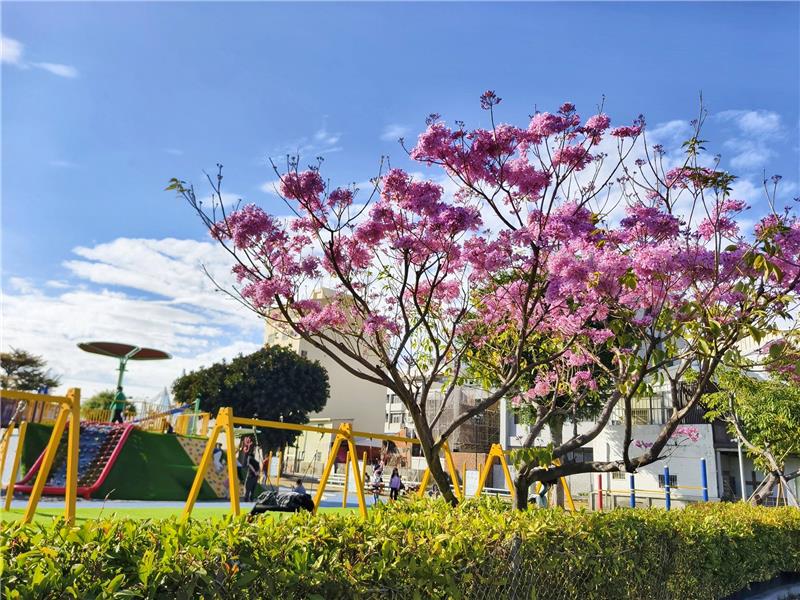 🌸 彰化春日限定｜转个弯，就遇见粉红棉花糖