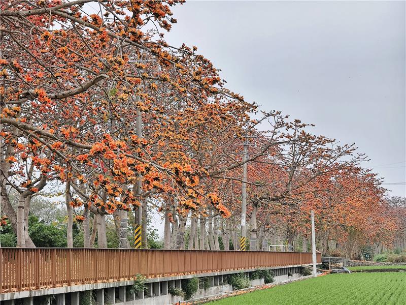 🌺 2026 木棉花季：有一种春天的红，是木棉红