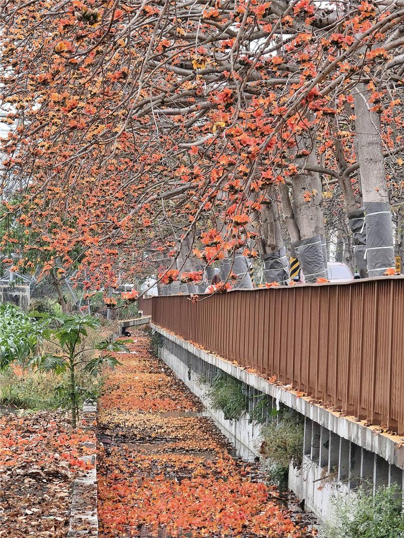 🌺 2026 木棉花季：有一种春天的红，是木棉红