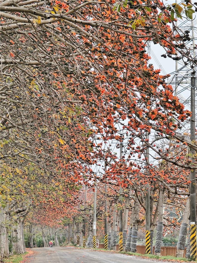 🌺 2026 木棉花季：有一种春天的红，是木棉红