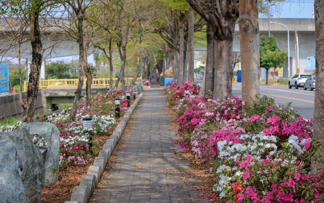 🌸【彰化社头｜最美杜鹃花大道盛开中！ 】🌸