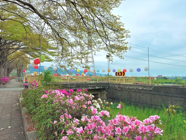 🌸【彰化社头｜最美杜鹃花大道盛开中！ 】🌸