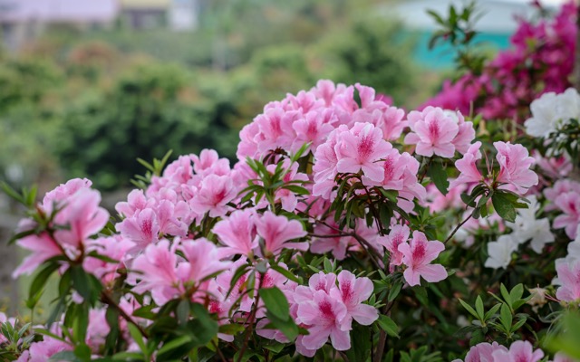 🌸【彰化社头｜最美杜鹃花大道盛开中！ 】🌸
