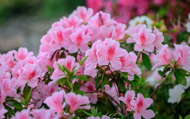 🌸【彰化社头｜最美杜鹃花大道盛开中！ 】🌸