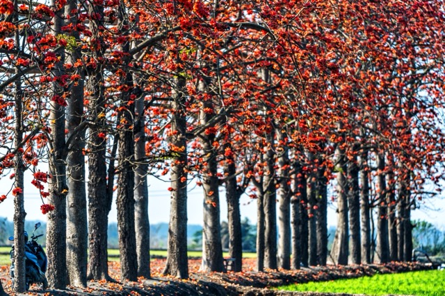 【赏花情报】🌺 竹塘木棉花开，正当时