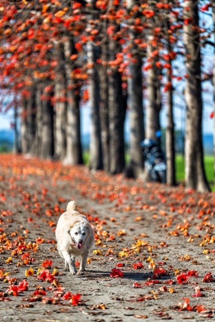 【赏花情报】🌺 竹塘木棉花开，正当时