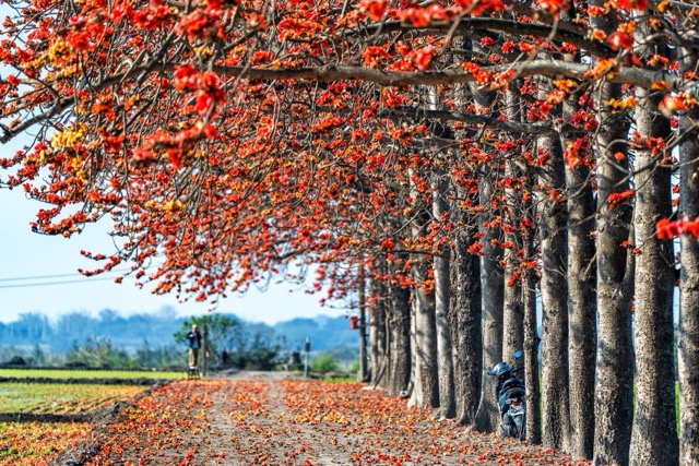 【赏花情报】🌺 竹塘木棉花开，正当时