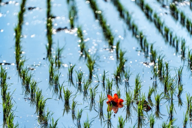 【赏花情报】🌺 竹塘木棉花开，正当时