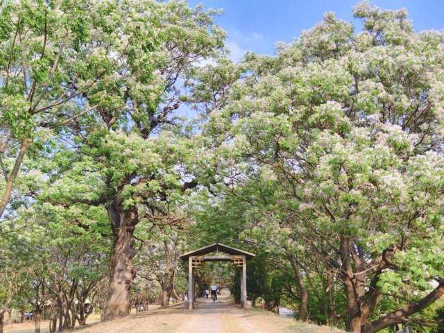 ✨ 春游彰化｜淡紫苦楝花浪漫盛开