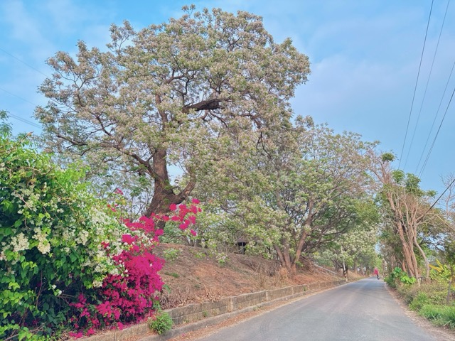 ✨ 春游彰化｜淡紫苦楝花浪漫盛开