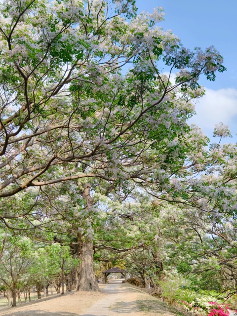 ✨ 春游彰化｜淡紫苦楝花浪漫盛开