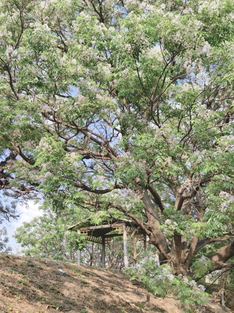 ✨ 春游彰化｜淡紫苦楝花浪漫盛开