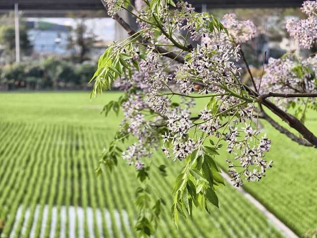 ✨ 春游彰化｜淡紫苦楝花浪漫盛开