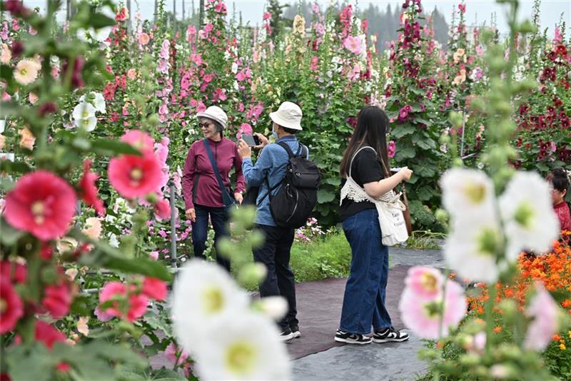 2026员林蜀葵花季盛大开幕 万株花卉缤纷绽放