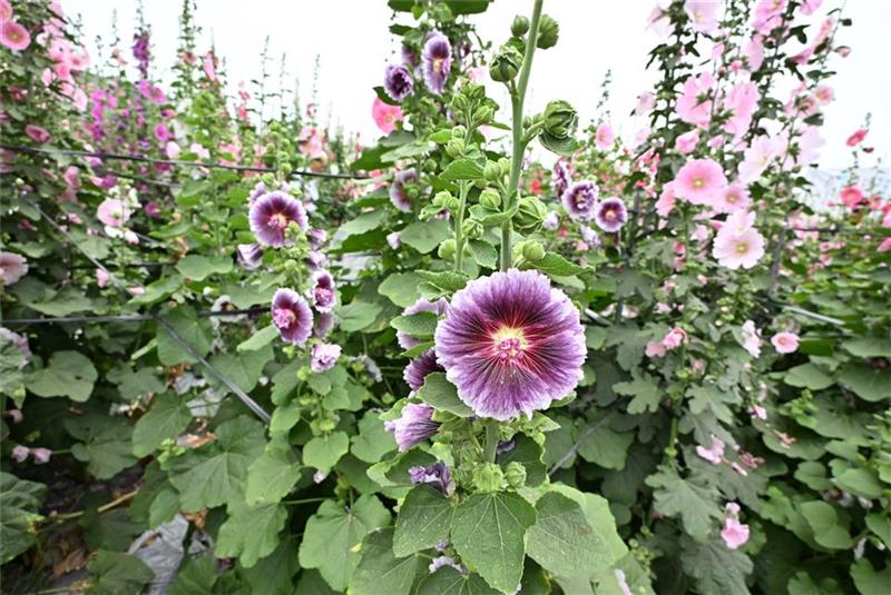 2026员林蜀葵花季盛大开幕 万株花卉缤纷绽放