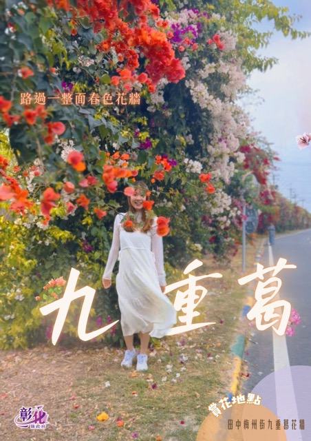 🌸春天就是要被花海包围啊～👉 田中梅州街九重葛花墙