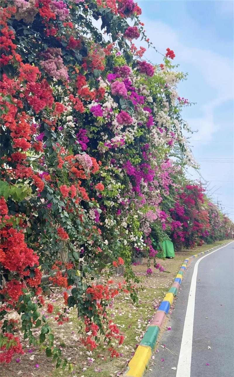🌸春天就是要被花海包围啊～👉 田中梅州街九重葛花墙