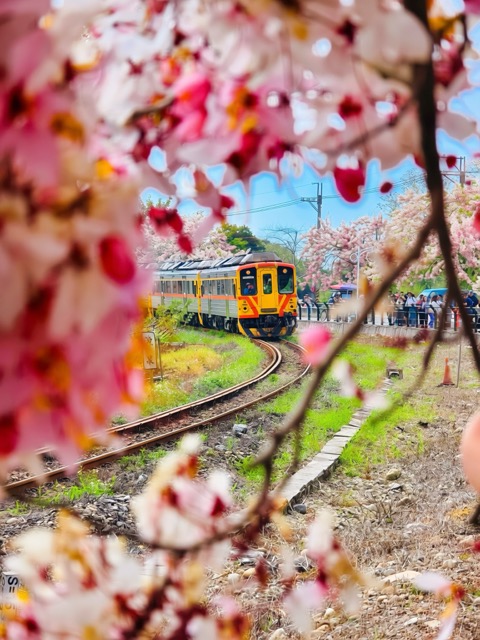 🌸 #花季限定粉红铁道｜二水花旗木盛开 🌸