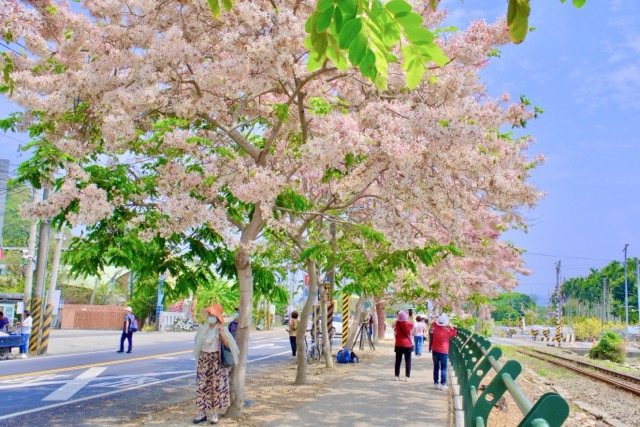 🌸 #花季限定粉红铁道｜二水花旗木盛开 🌸