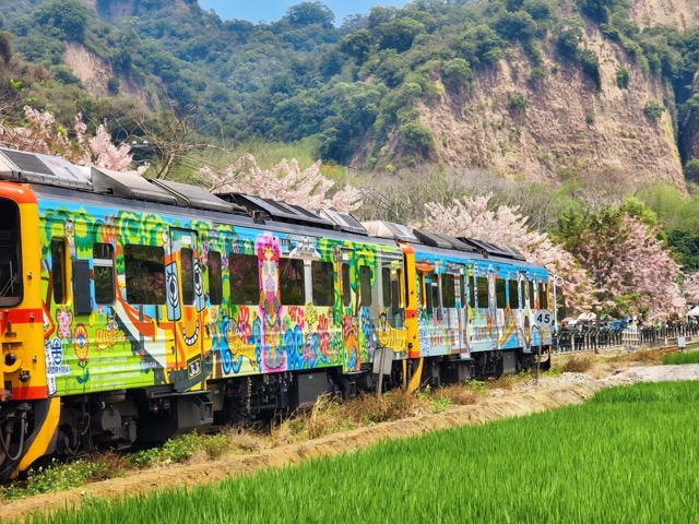 🌸 #花季限定粉红铁道｜二水花旗木盛开 🌸