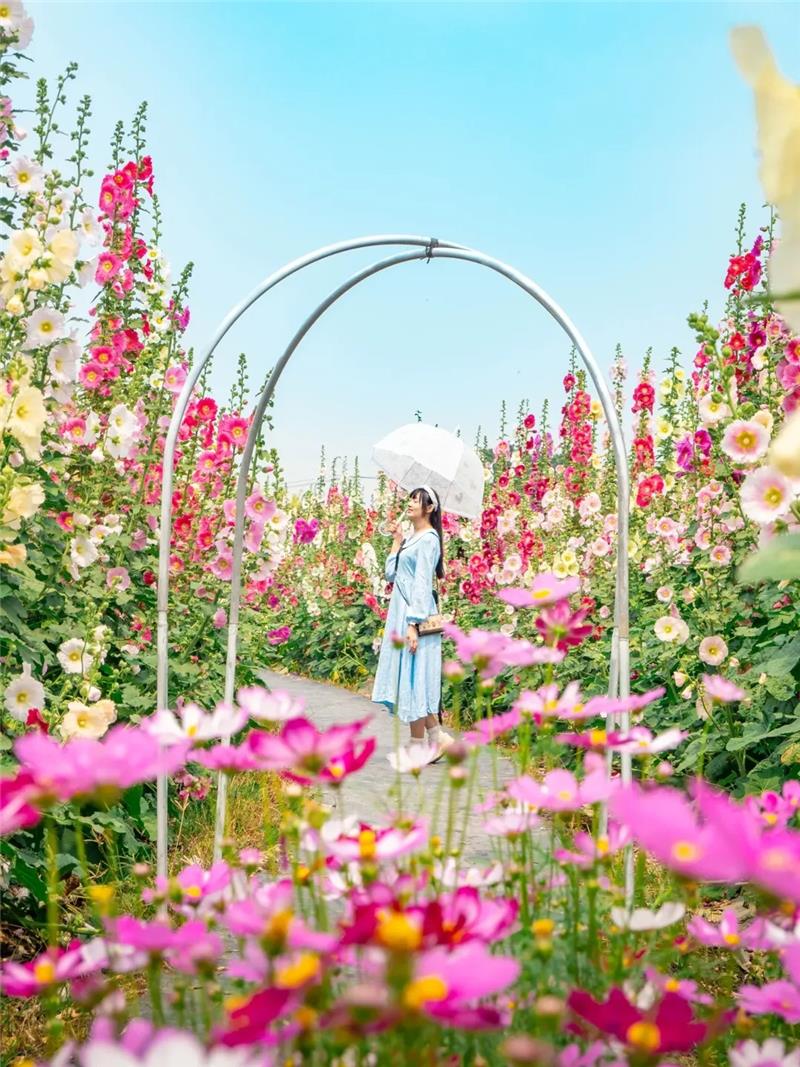 收假前来员林浪漫的赏花小旅行，跟着「花中巨人」去冒险好好疗愈一下吧！ ✨