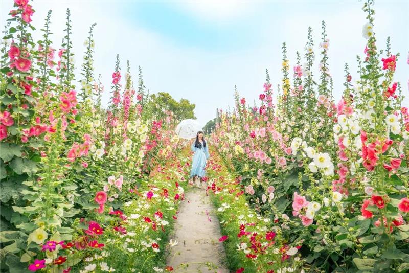 收假前来员林浪漫的赏花小旅行，跟着「花中巨人」去冒险好好疗愈一下吧！ ✨