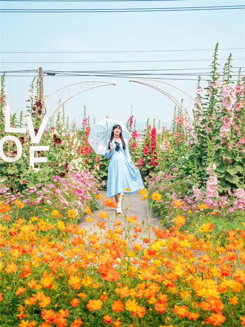收假前来员林浪漫的赏花小旅行，跟着「花中巨人」去冒险好好疗愈一下吧！ ✨