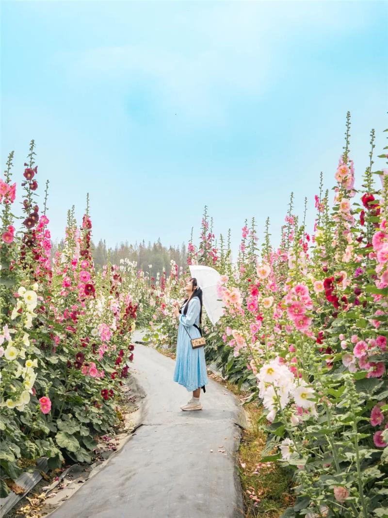 收假前来员林浪漫的赏花小旅行，跟着「花中巨人」去冒险好好疗愈一下吧！ ✨