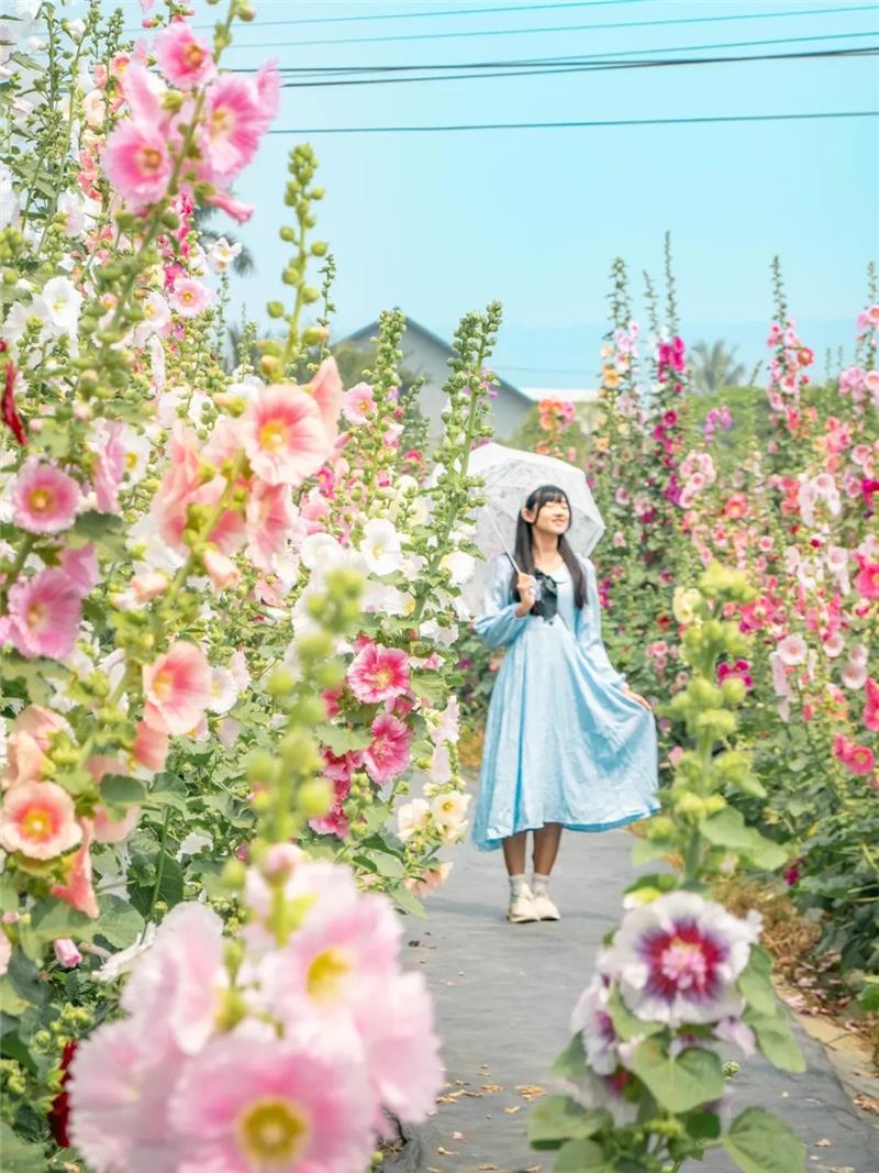 收假前来员林浪漫的赏花小旅行，跟着「花中巨人」去冒险好好疗愈一下吧！ ✨