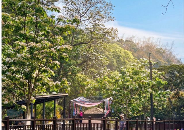 🌸 2026桐花祭～美好彰化 幸福桐游