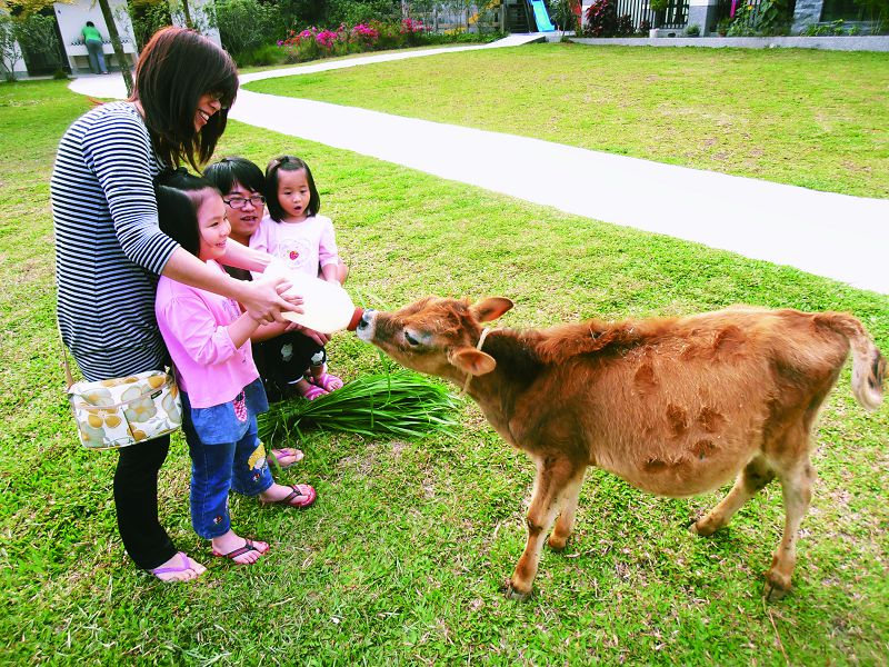 大山休闲农场喂牛