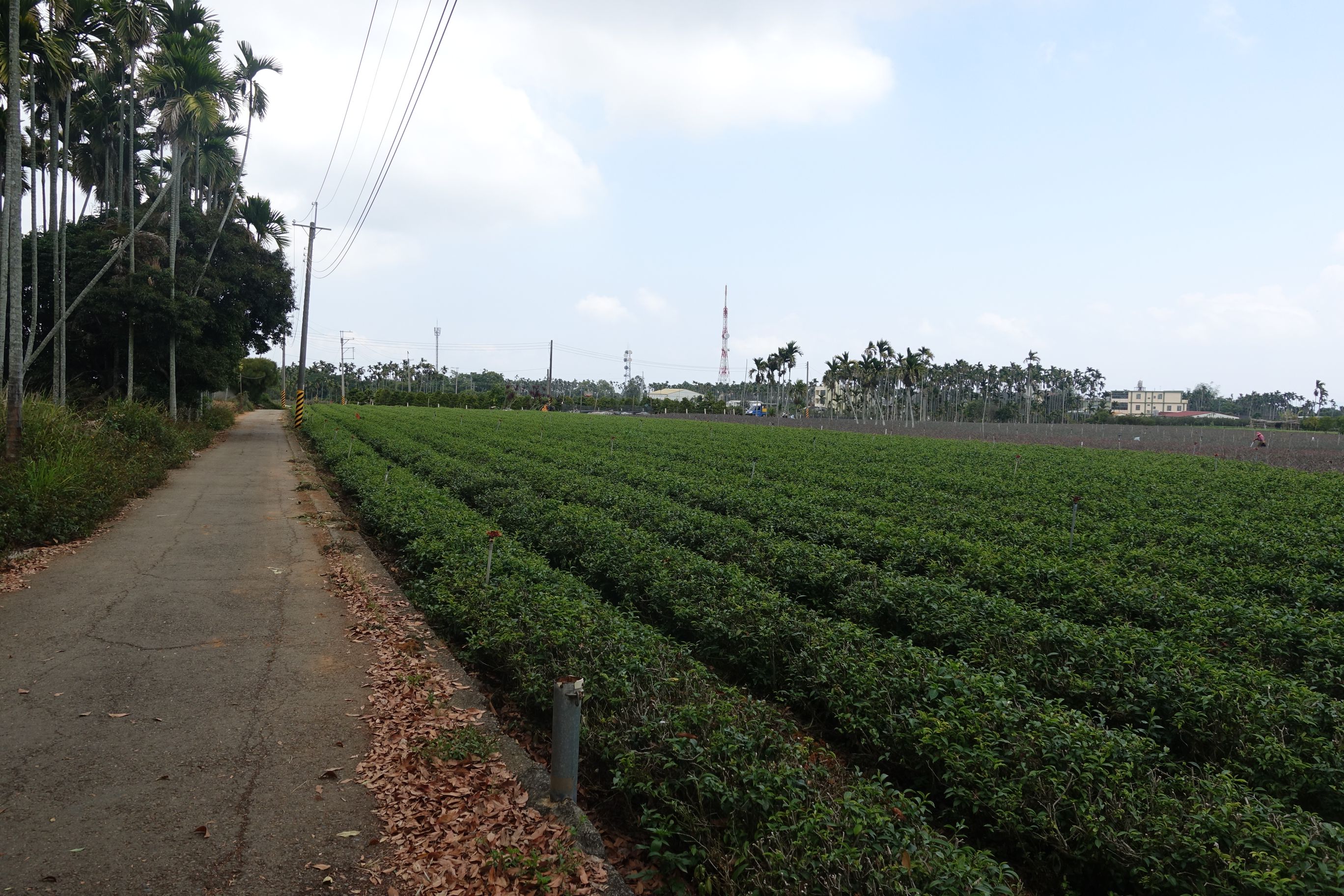 步道沿线多为茶园、凤梨田景色